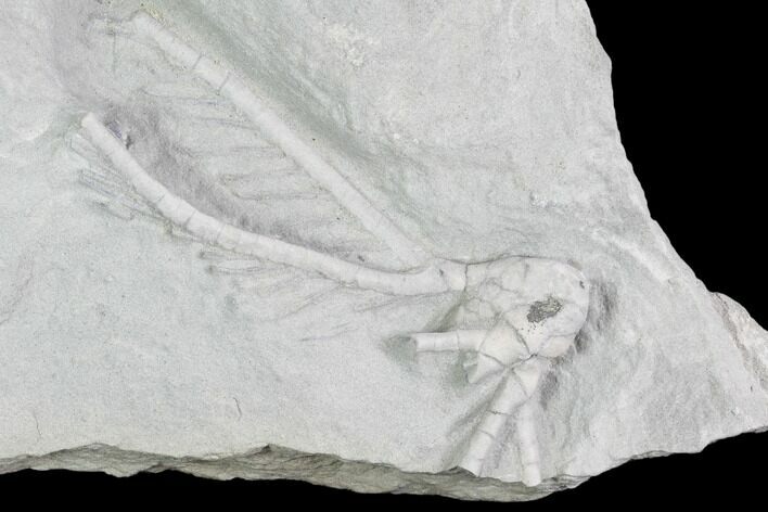 Crinoid (Halysiocrinus) Fossil - Crawfordsville, Indiana #102812